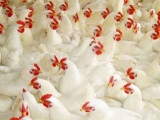 肉鸡球虫病的防治