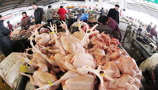 2016年中国肉鸡养殖行业研究分析报告