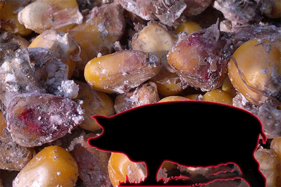 综合防控霉菌中毒的措施