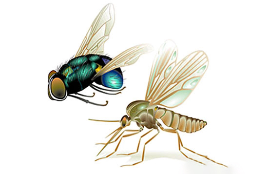 夏季养猪场有蚊子和苍蝇怎么办?