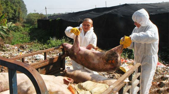 调整国家强制免疫和扑杀病种