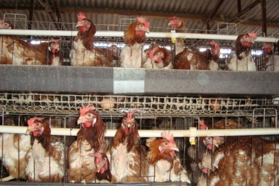 初产蛋鸡腹泻的病因和预防