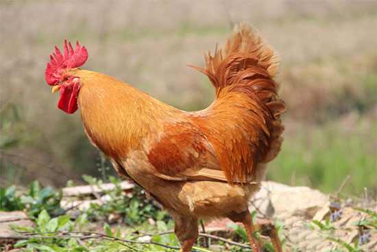 【技术】禽病通过细节找问题