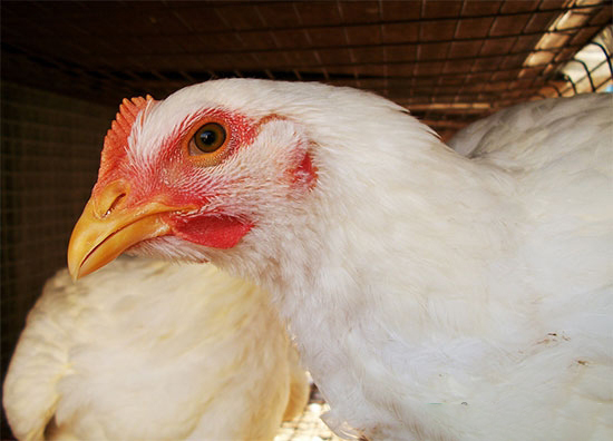 鸡坏死性肠炎的诊断与防治