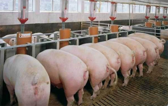 配置猪KY.COM注意事项