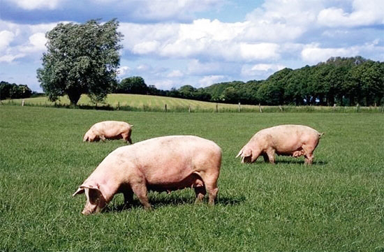 生猪价格指数保险怎样才能帮到养猪人？