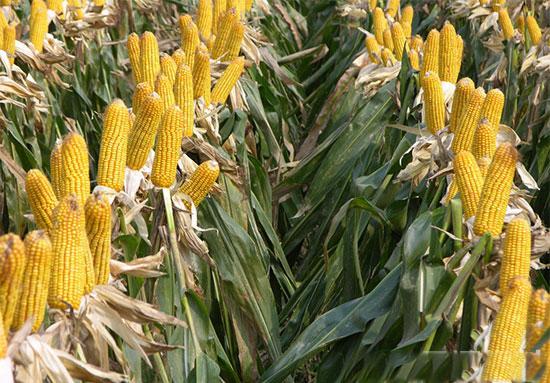 发改委预计今年玉米种植面积减少3000多万亩