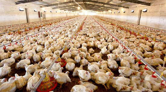 肉鸡养殖场饲养管理技术缺陷及建议