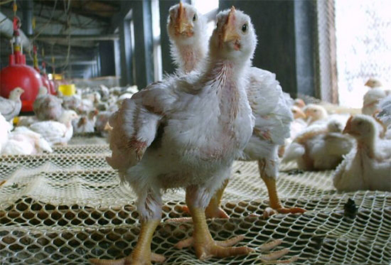 肉鸡难养的原因及应对措施