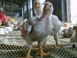肉鸡难养的原因及应对措施