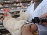 USDA：家禽疫苗可控制未来禽流感疫情