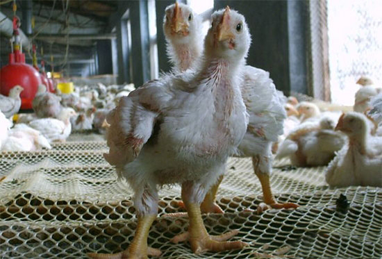 商品肉鸡不同周龄饲养管理要点