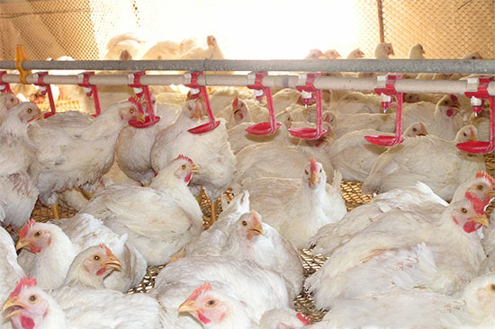 商品肉鸡肠道健康与生产性能