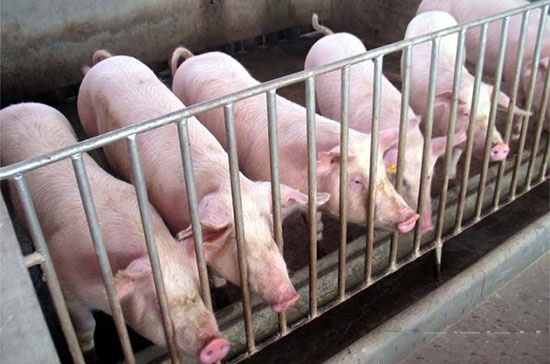 九个小诀窍助你养猪省料