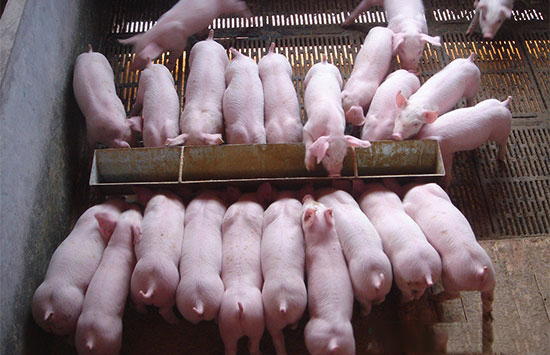 为什么教槽料成本这么高？