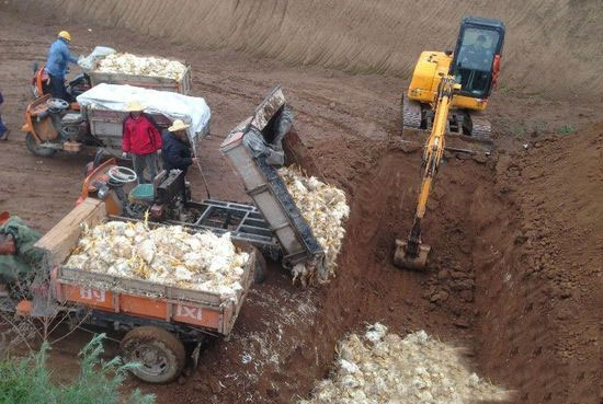 各地病死畜禽处理方案陆续颁布