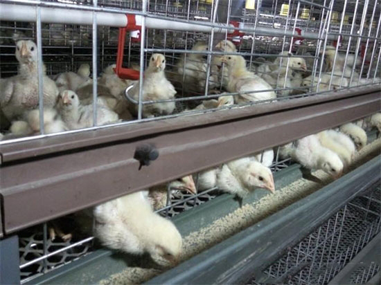 肉鸡笼养管理技术