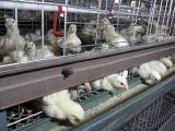 肉鸡笼养管理技术