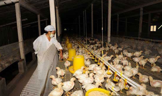 饲养肉鸡的费用计算