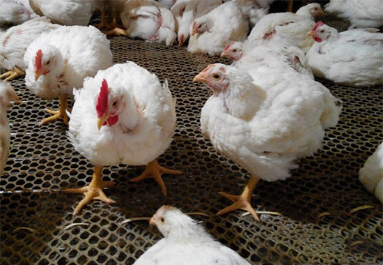 引起肉鸡猝死的原因