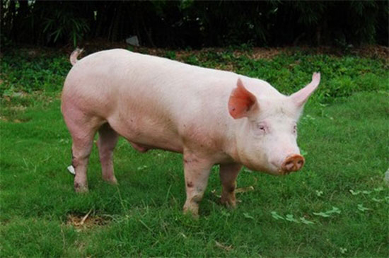 种猪引进后的隔离与适应过程