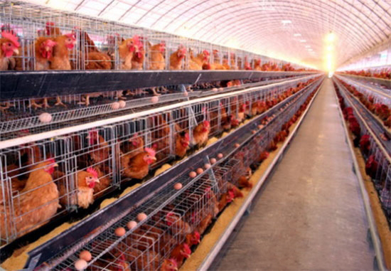 秋季新鸡的催产工作怎样做?