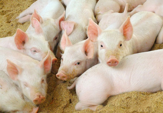 养猪鸡畜禽需交环保税？