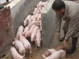 猪群的周转怎样做更安全