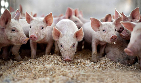 十三五时期我国生猪产业发展政策措施
