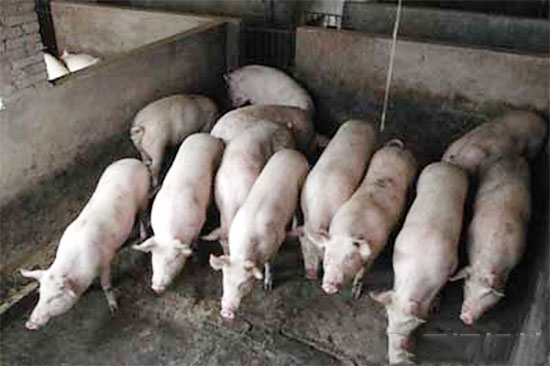 家庭养猪场容易潜伏的6点致命要害