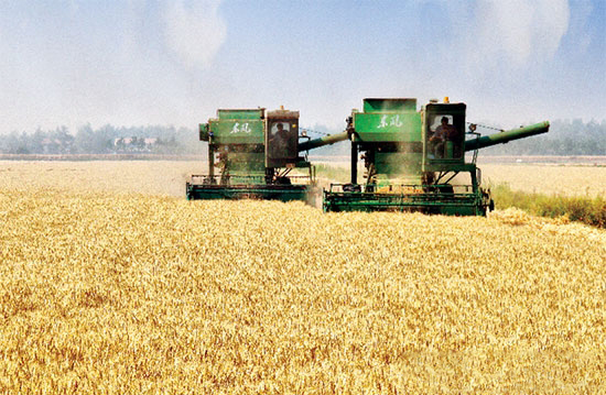 农业部在全国100个县试点“粮改饲”