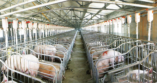 猪场改扩建最高可拿100万元补贴！