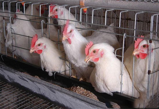 立体笼养肉鸡饲养管理的八个技术要点