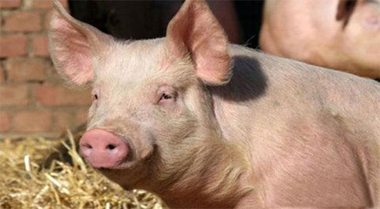 “十一”猪价格走向何方？