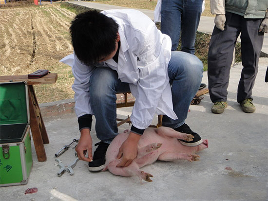 养殖户必看:猪阉割技术大全