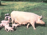母猪产后不食症是母猪哺乳期常见普通疾病