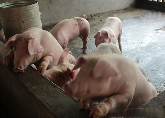 哪些原因会导致猪群发生打架?