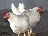 商品肉鸡疾病防控要点