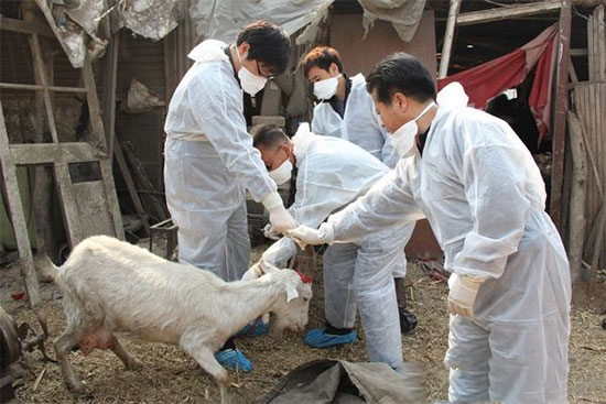 农业部2017年起启动强制免疫机制试点