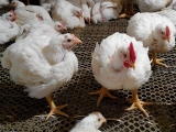 肉鸡饲喂预混料过程中的几个问题分析
