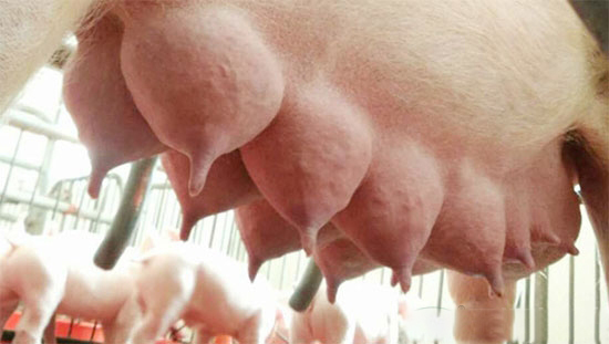 老外怎么淘汰母猪