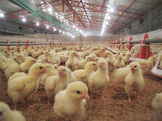 肉鸡用药程序的安排