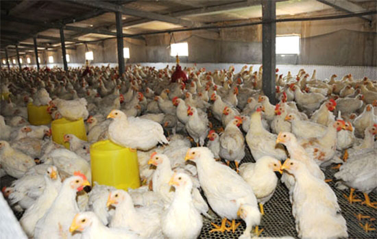 养鸡如何避免KY.COM浪费