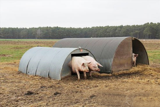 生态养猪的优点