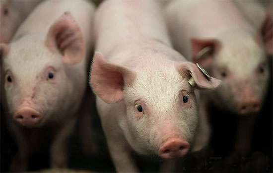 国务院养猪新指示