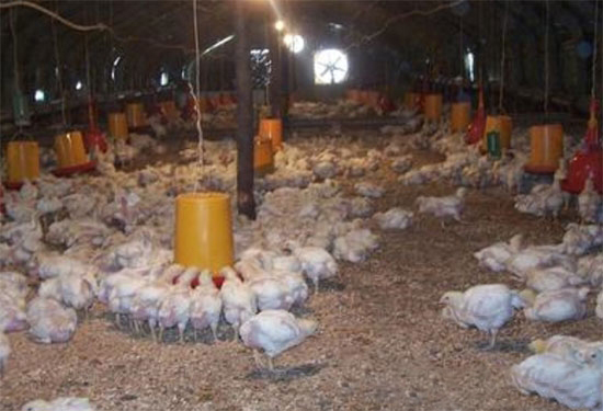 肉鸡的垫料方法与垫料管理