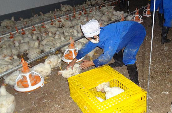 商品肉鸡什么时候出栏最好