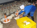 商品肉鸡什么时候出栏最好