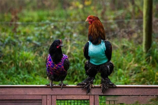 深秋将至该如何做好鸡群管理?