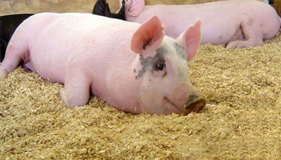 农业部试点开展生猪大数据建设